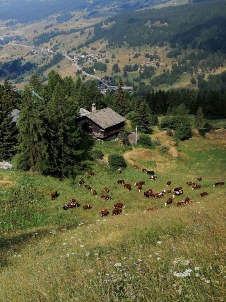 Salendo a Cuneaz. Foto Ettore Pettinaroli