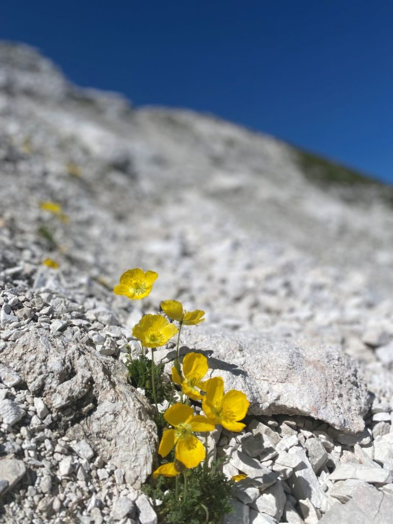 Tipici papaveri alpini del Canin. Foto Melania Lunazzi