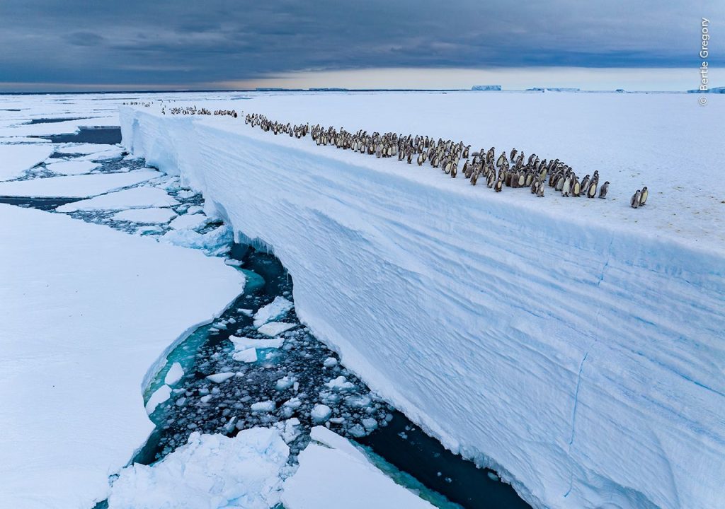 Bertie Gregory, Wildlife Photographer of the Year