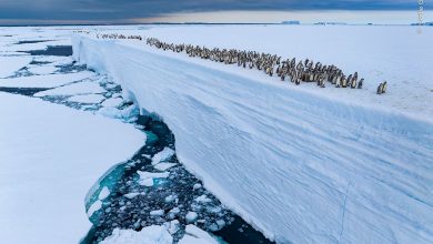 Bertie Gregory, Wildlife Photographer of the Year
