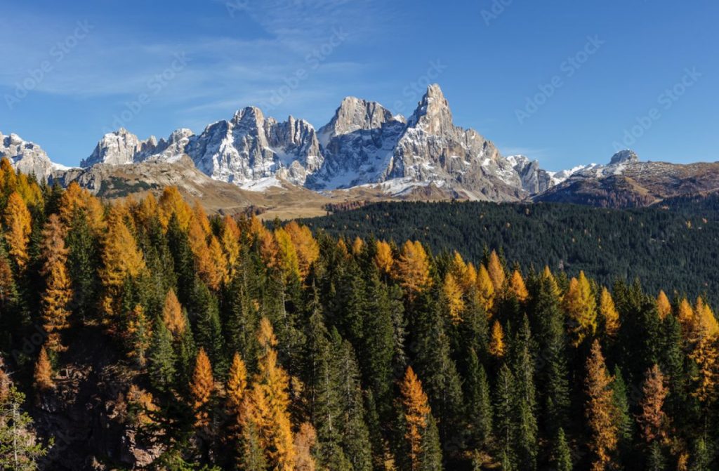 La Foresta di Paneveggio, uno dei luoghi menzionati da Zovi in Sulle Alpi @ Adobe Stock