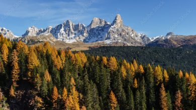 La Foresta di Paneveggio, uno dei luoghi menzionati da Zovi in Sulle Alpi @ Adobe Stock