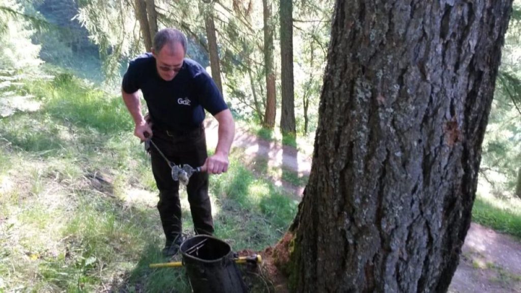 Mauro Iori al lavoro in un lariceto