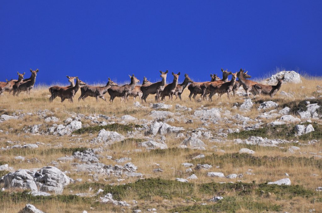 Cerve su Monte Marsicano, foto Stefano Ardito
