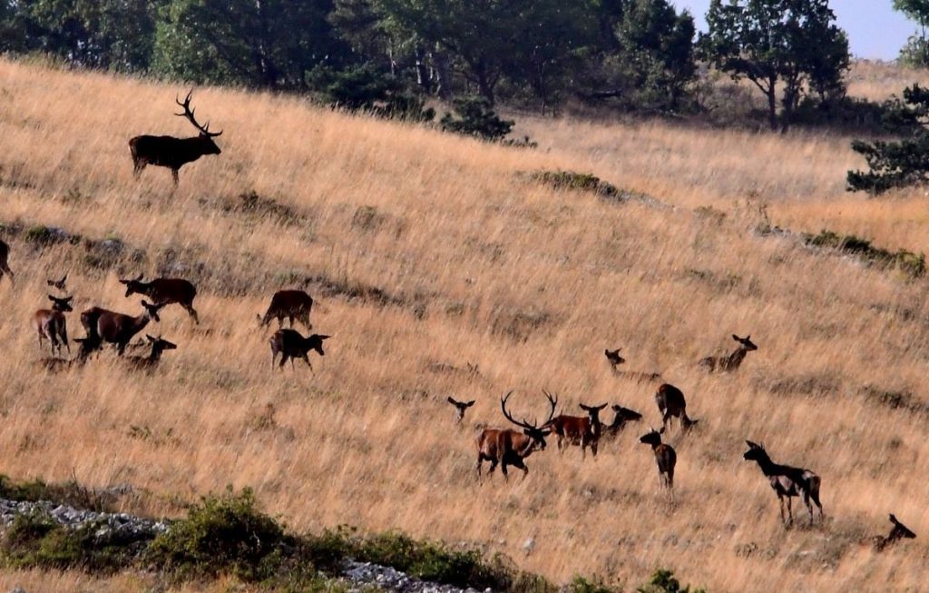 Branco di cervi sulle alture di Aschi, foto Stefano Ardito