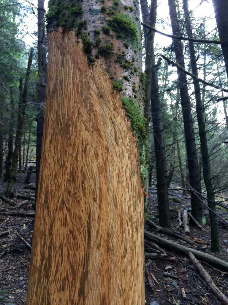 Gli incisivi dei cervi lasciano i segni sui frassini (foto M. Comi)