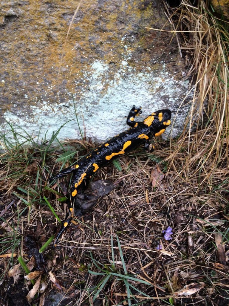 Una salamandra (foto M. Comi)
