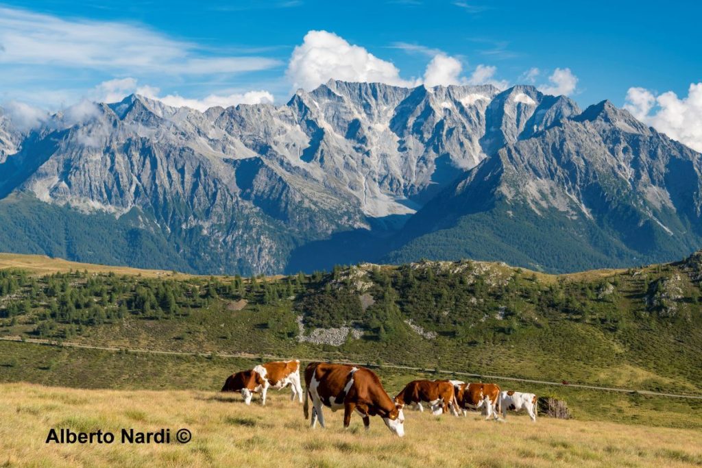 L'Adamello visto dalla Valle Andrina. Foto Alberto Nardi