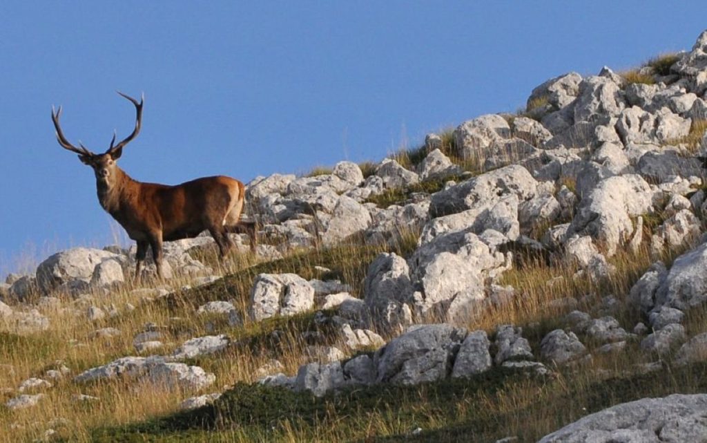 Un cervo nei pressi di Scanno, foto Stefano Ardito