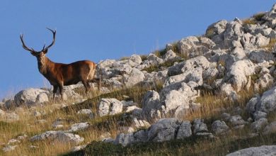 Un cervo nei pressi di Scanno, foto Stefano Ardito