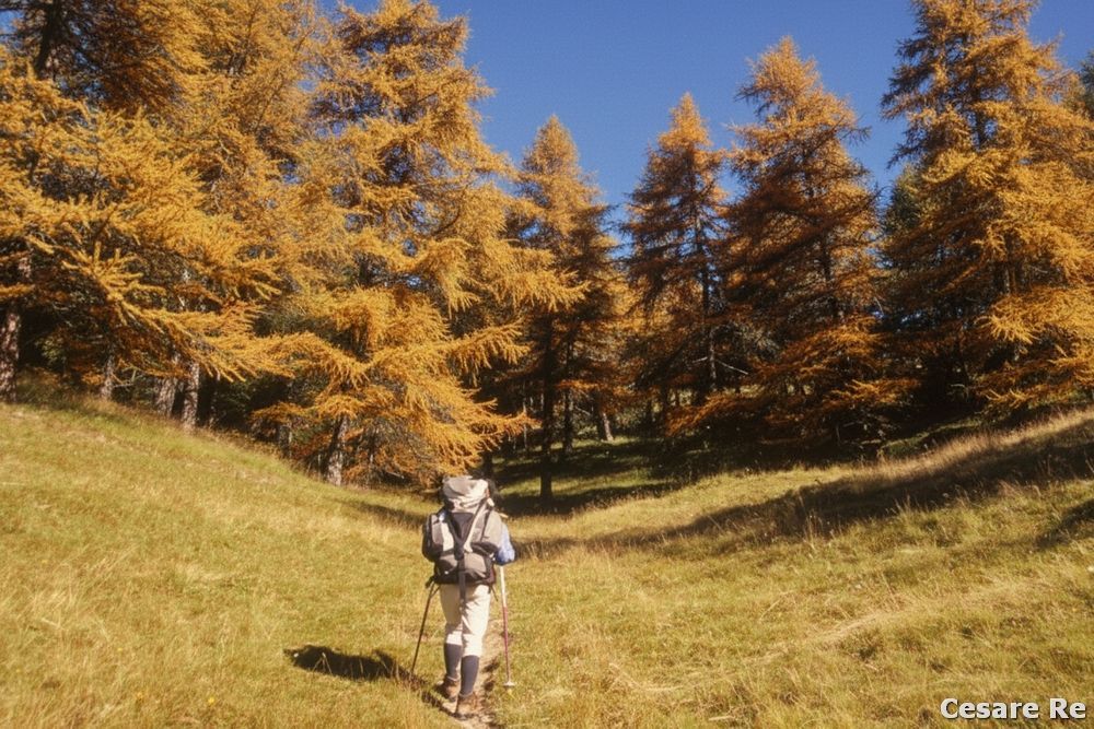 Il bosco all