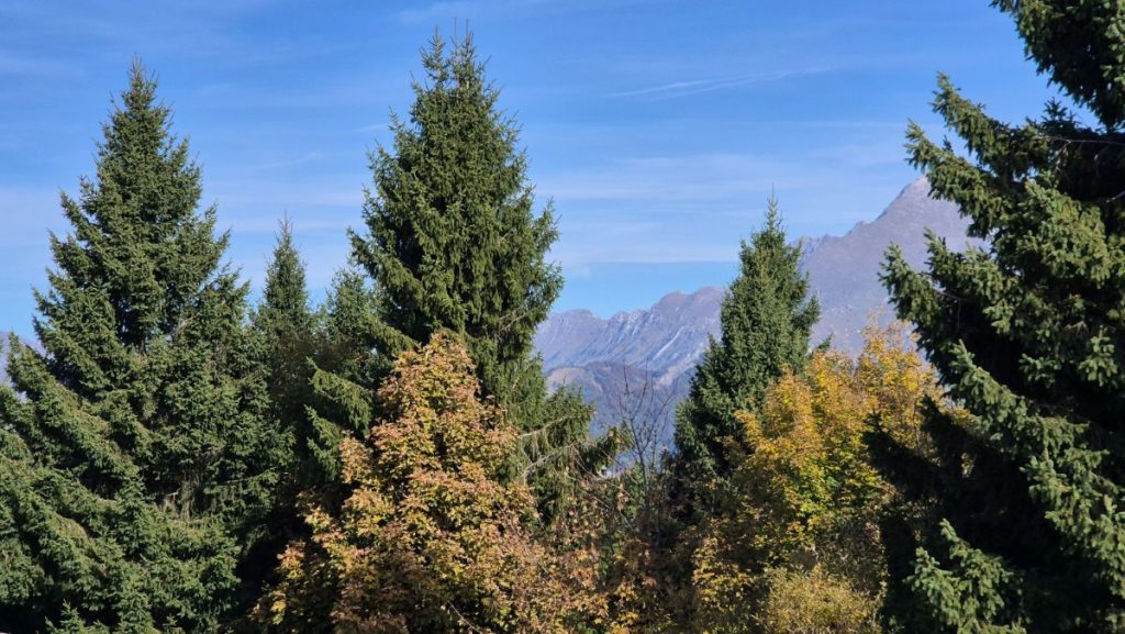 Kolovrat, i boschi del Trinski Vrh, foto Stefano Ardito
