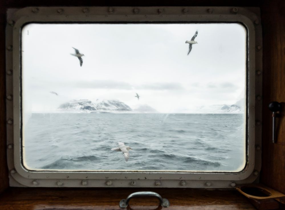 Fulmari fotografati dalla finestra della motonave Mälmo, Tempelfjorden @ Stefano Unterthiner