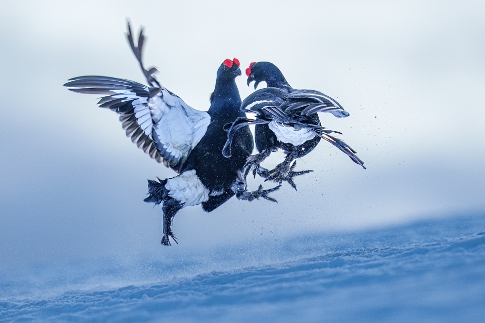 @ Pascal Lumbroso - Chamonix Photo Festival