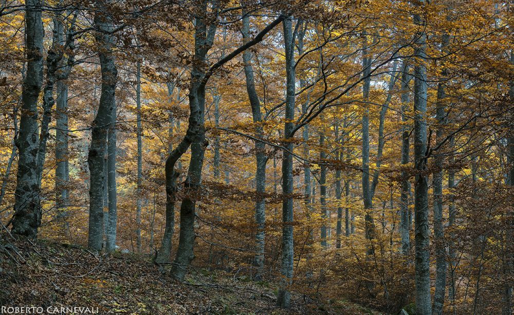 Nella faggeta appena dopo la partenza. Foto Roberto Carnevali