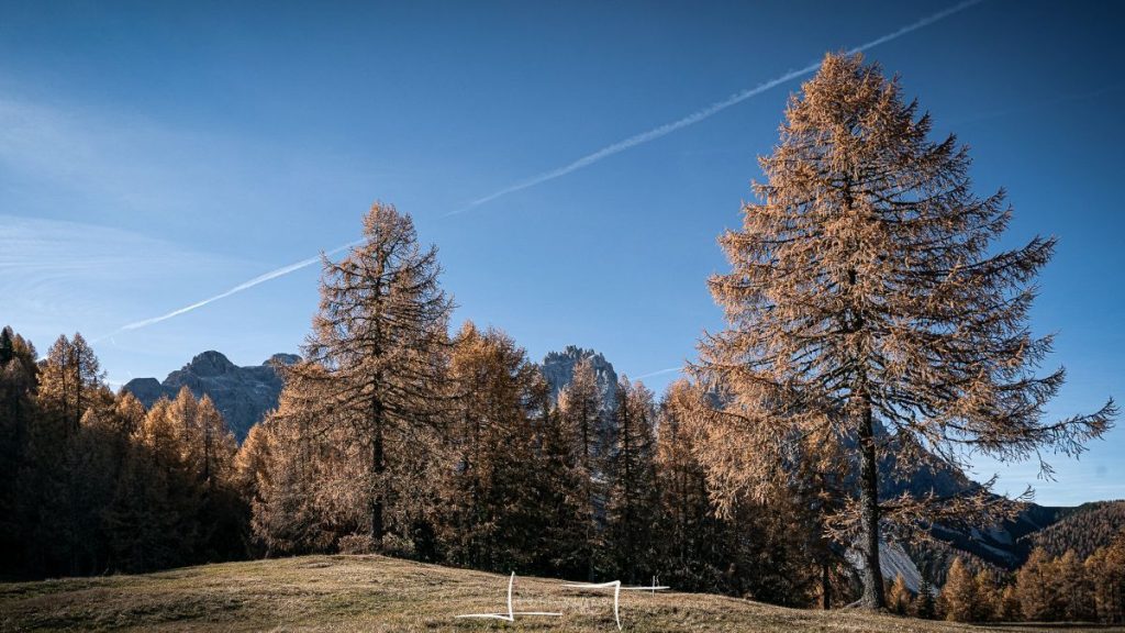 Un prato a larici in Val Fiscalina. Foto Luigi Tassi