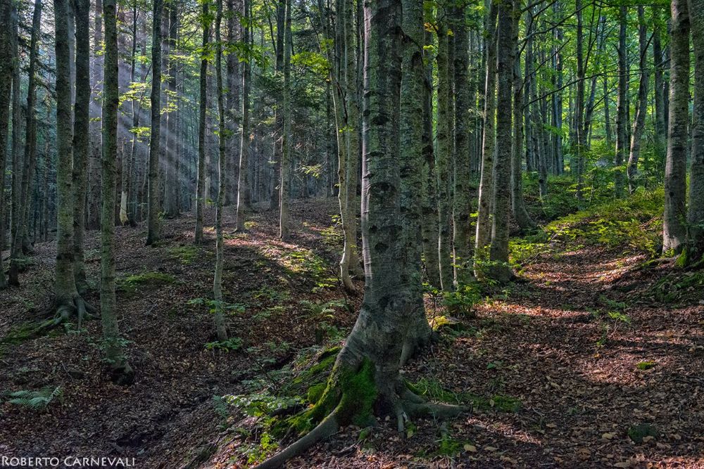 Foto Roberto Carnevali