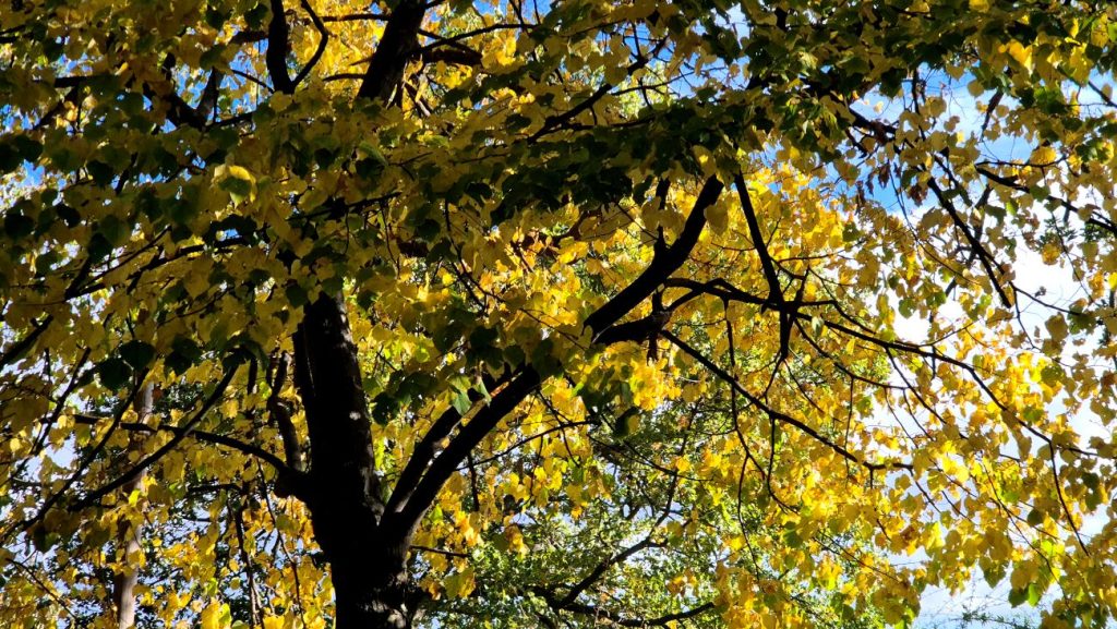Autunno tra Frascati e il Tuscolo, foto Stefano Ardito
