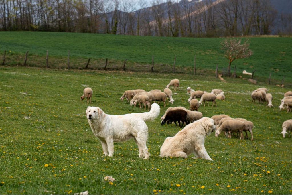cani da guardiania @ Adobe Stock