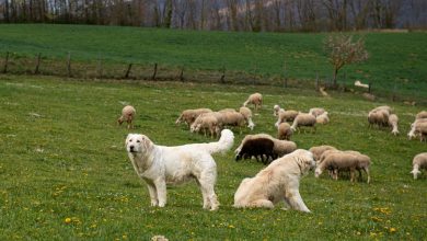 cani da guardiania @ Adobe Stock
