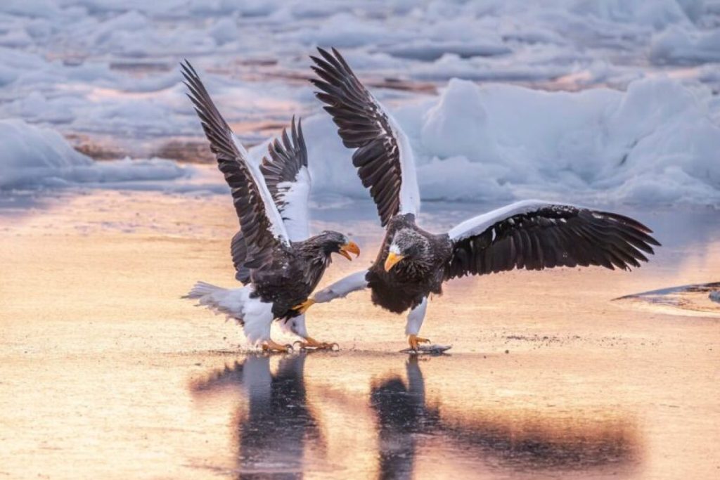 Eagles practice kung fu tango, di Mike Lane @ Nikon Comedy Wildlife Awards 2025