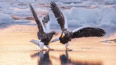 Eagles practice kung fu tango, di Mike Lane @ Nikon Comedy Wildlife Awards 2025