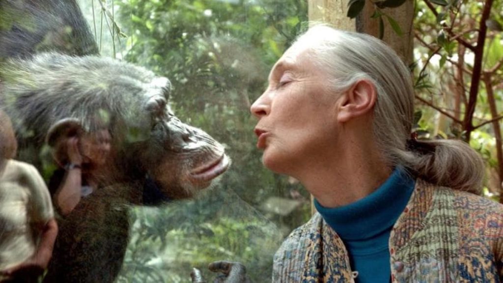 Jane Goodall con uno dei suoi amati scimpanzè