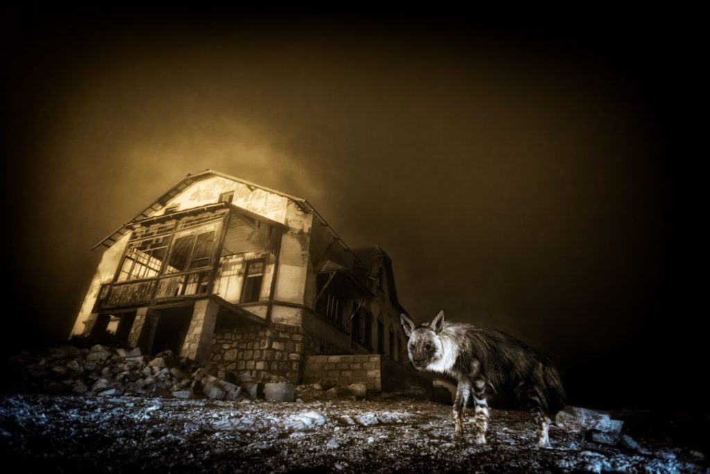 L'immagine vincitrice assoluta del Premio © Wim van den Heever, courtesy Wildlife Photographer of the Year