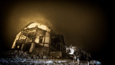 L'immagine vincitrice assoluta del Premio © Wim van den Heever, courtesy Wildlife Photographer of the Year