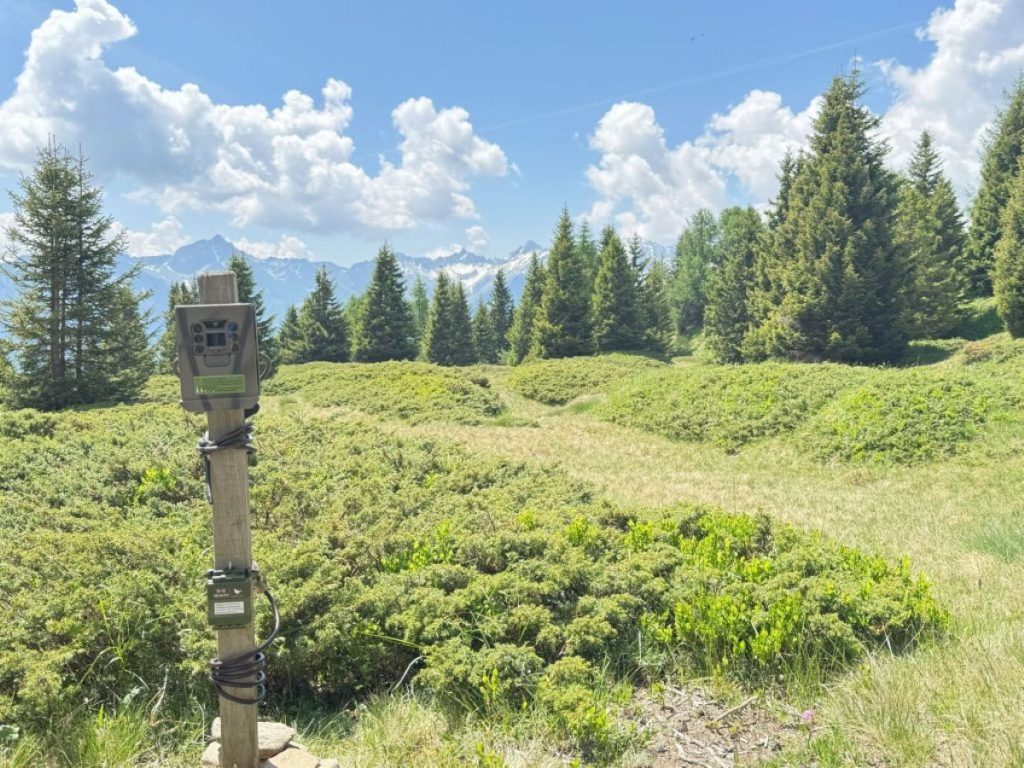 Sensori acustici e fototrappole andranno a monitorare il paesaggio sonoro di alcune aree boschive del Trentino e della Lombardia