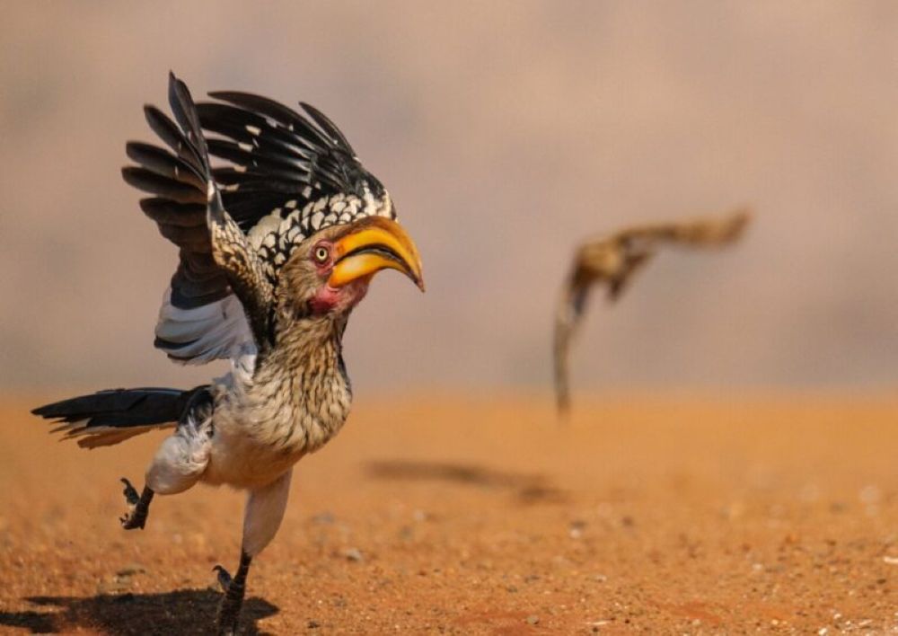Hornbill in a hurry, di Geoff Martin @ Nikon Comedy Wildlife Awards 2025