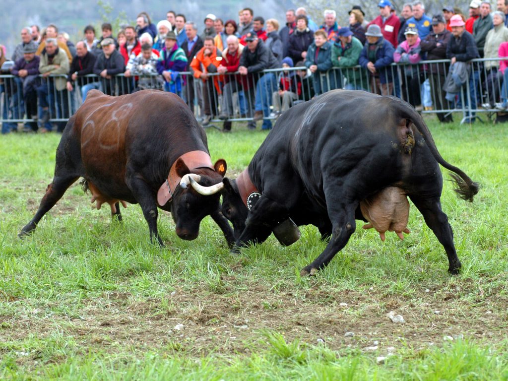 La Bataille de reines @ lovevda