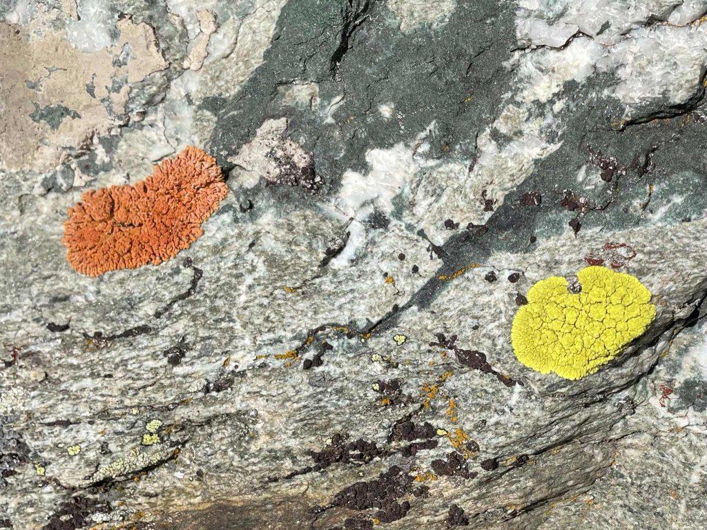 Non hanno radici, si aggrappano a qualsiasi superficie (foto M. Comi)