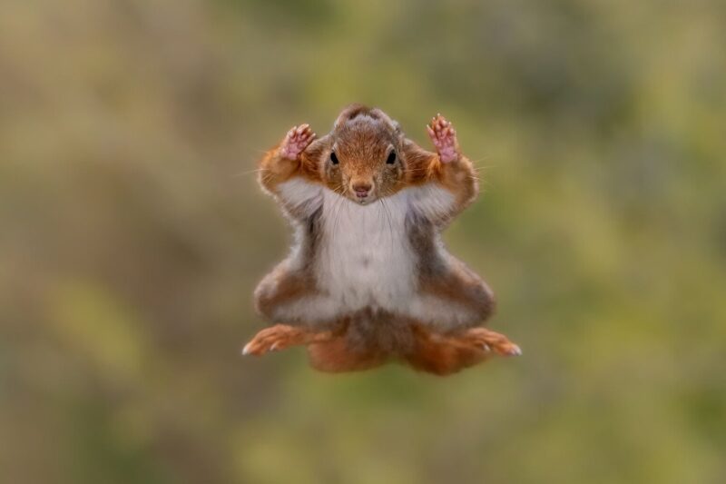 Squirrel Airborne Surrender Mode, di Stefan Cruysberghs @ Nikon Comedy Wildlife Awards 2025