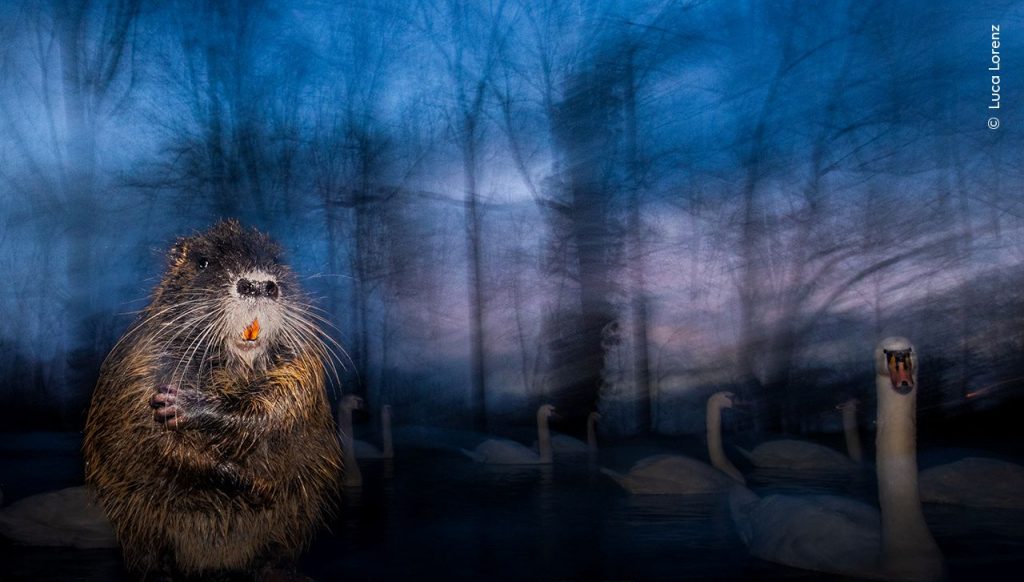 © Luca Lorenz, courtesy Wildlife Photographer of the Year