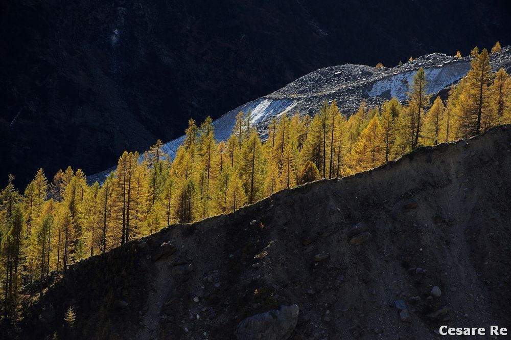 Larici lungo la morena del ghiacciaio del Belvedere. Foto Cesare Re
