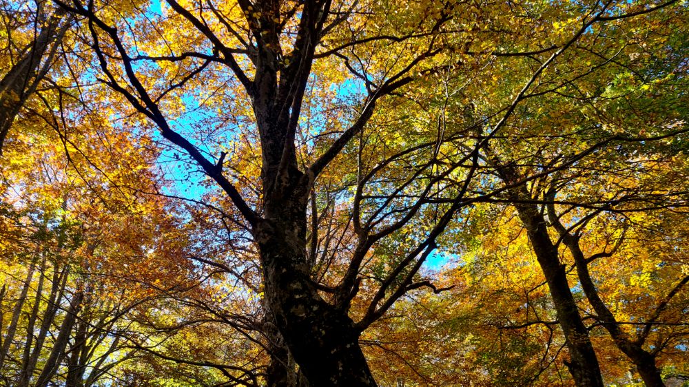 Monte Lupone, faggeta, foto Stefano Ardito