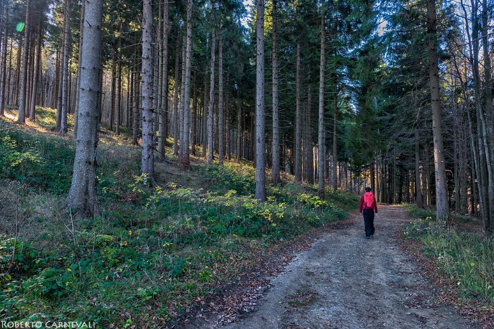 Si sale di quota, cambia la vegetazione. Foto Roberto Carnevali