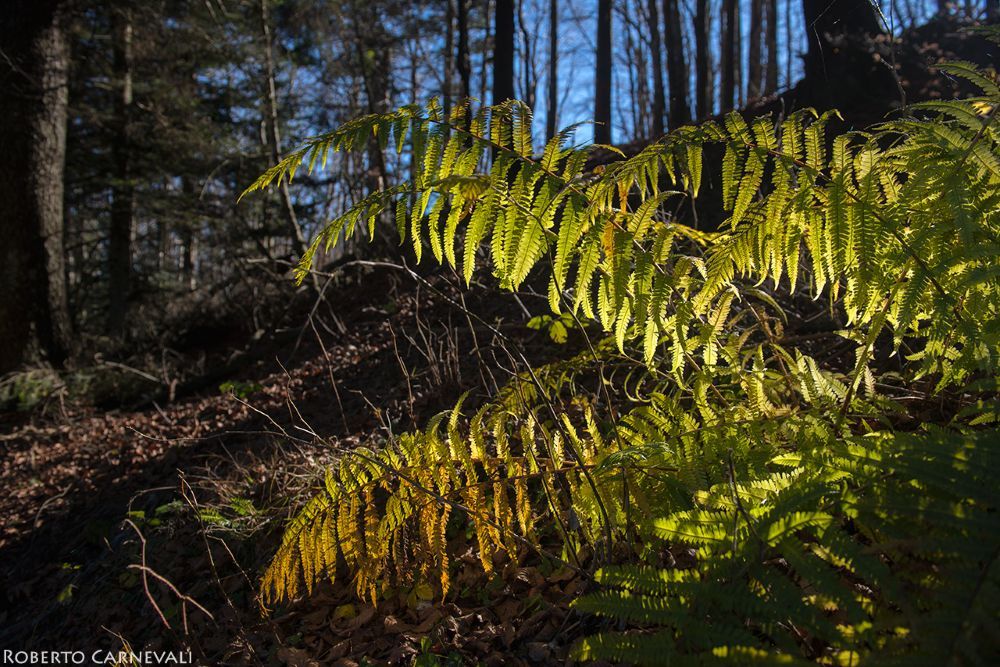 Giochi di luce a bordo sentiero. Foto Roberto Carnevali