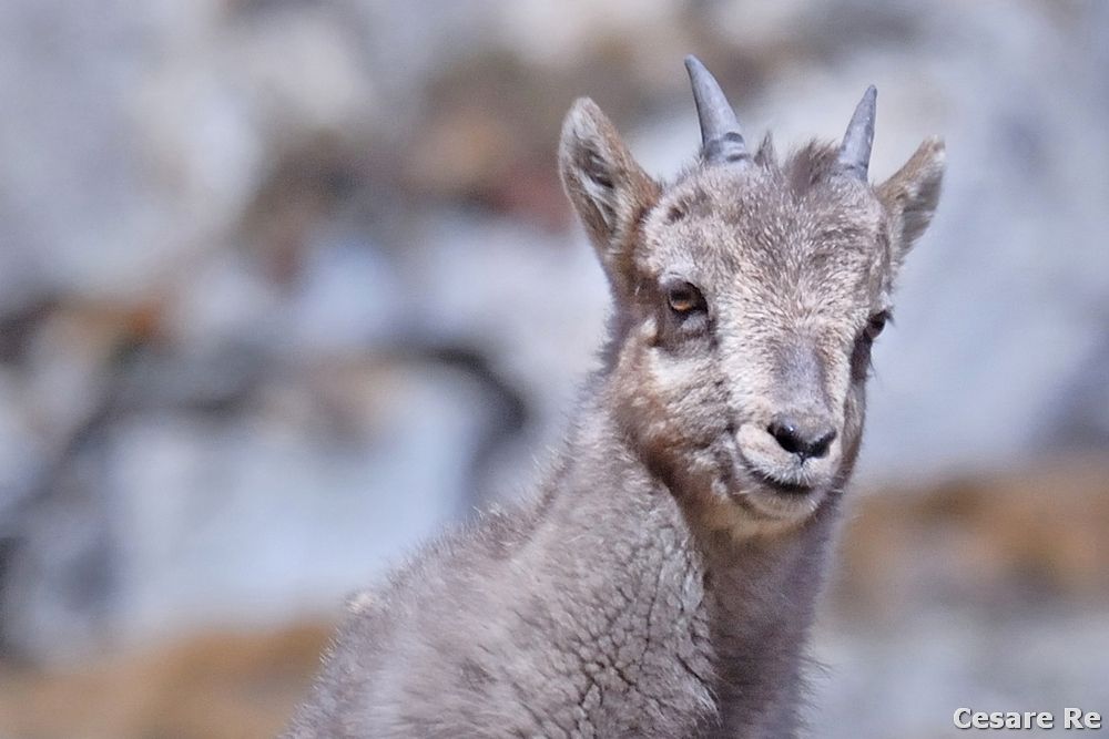 Piccolo di stambecco. Foto Cesare Re