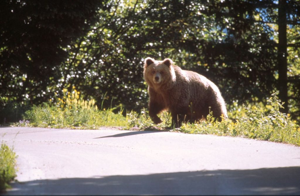 Un orso in Trentino. Foto Gilberto Volcan