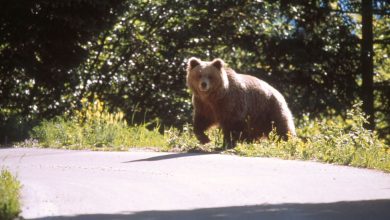 Un orso in Trentino. Foto Gilberto Volcan