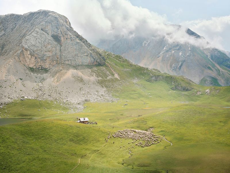 Arrivo della transumanza al lago di Fosses, malga Fosses, Cortina d