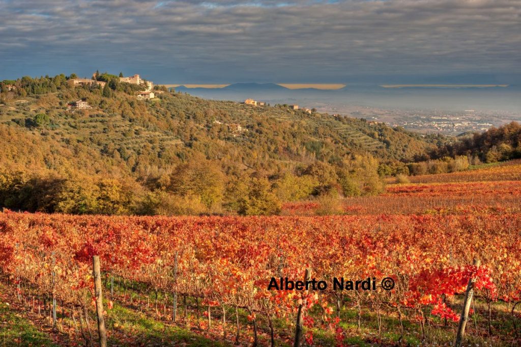 I vigneti di Collelungo @ Alberto Nardi