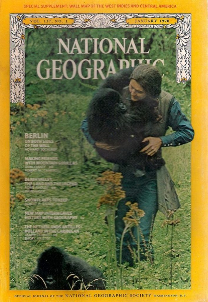 La copertina del National Geographic che nel 1970 fece conoscere in tutto il mondo il lavoro della Fossey