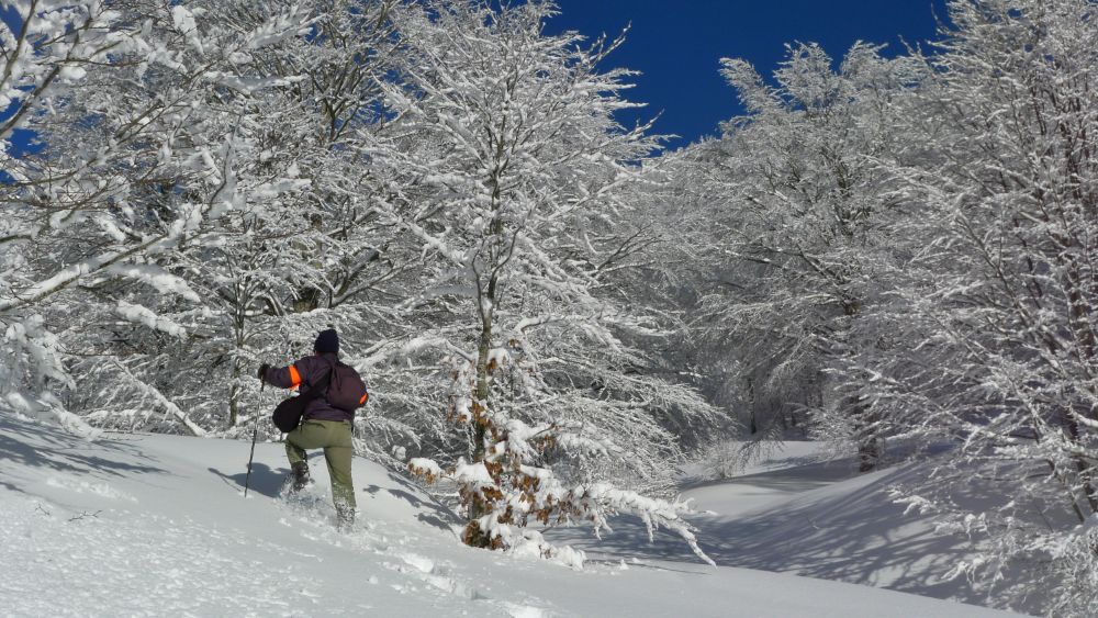 Matese, faggete innevate, foto Stefano Ardito