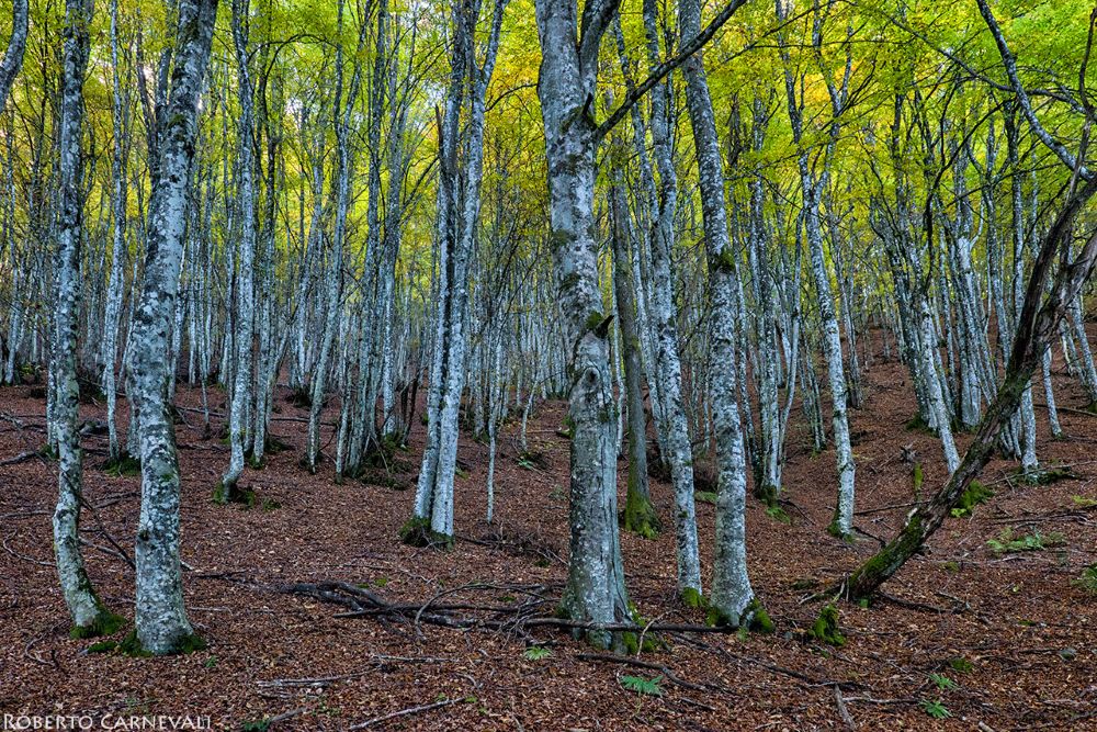 Foto Roberto Carnevali
