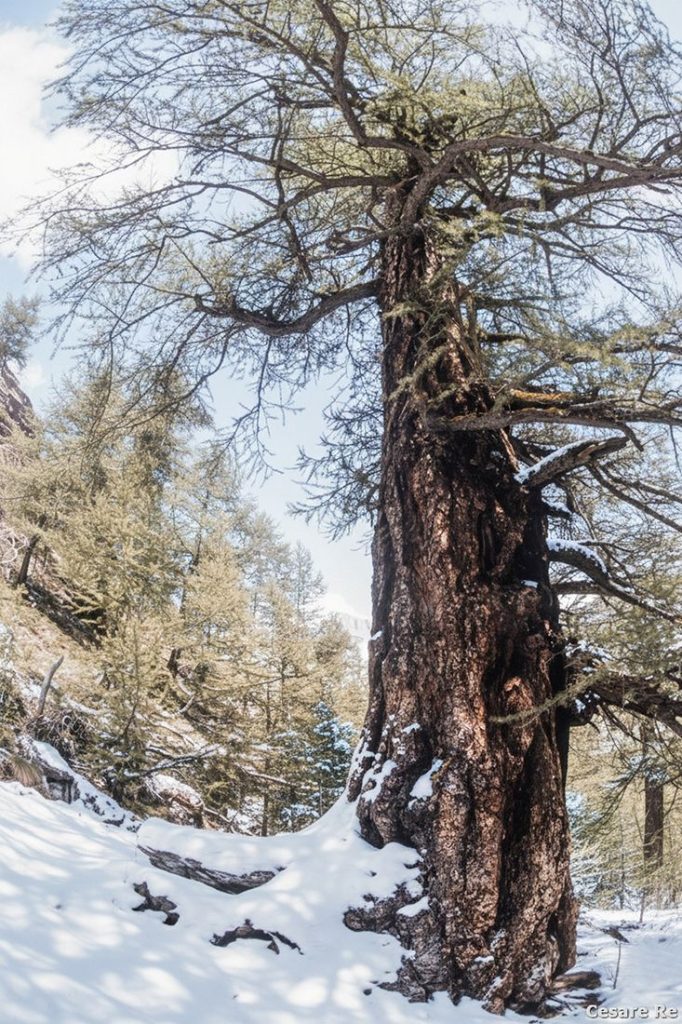 Il larice di Gordzé, _la Brenva Foula_. Foto Cesare Re