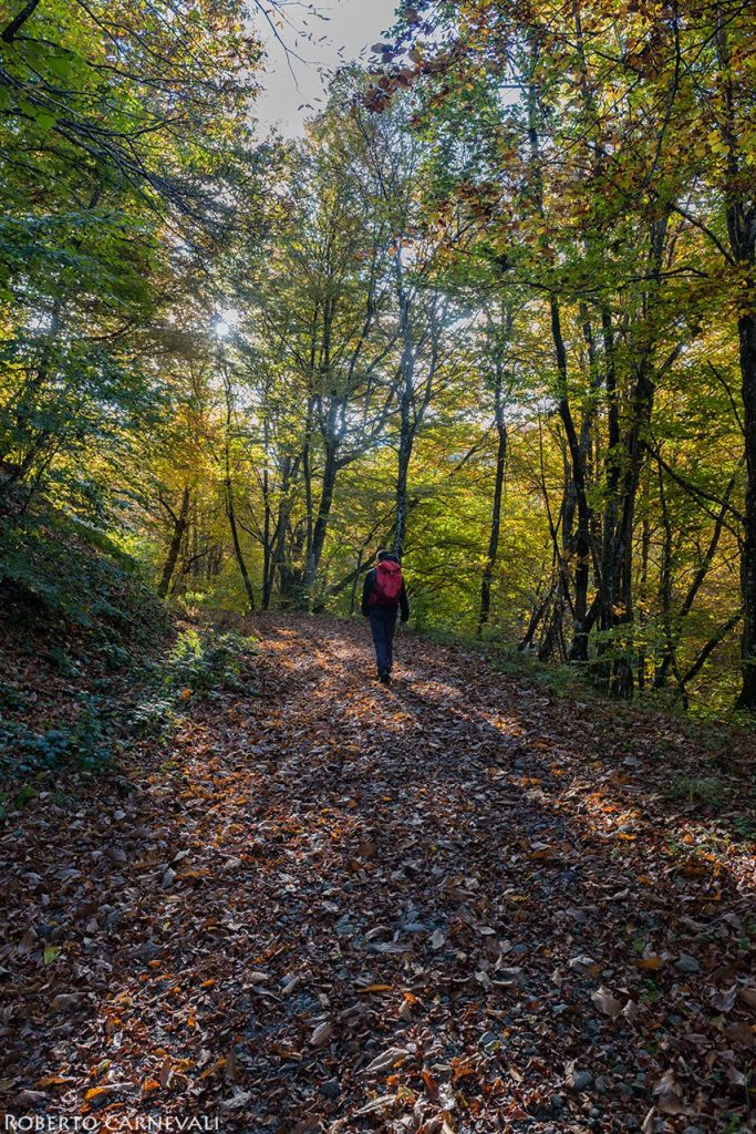 Salendo verso il crinale al confine con la Toscana. Foto Roberto Carnevali