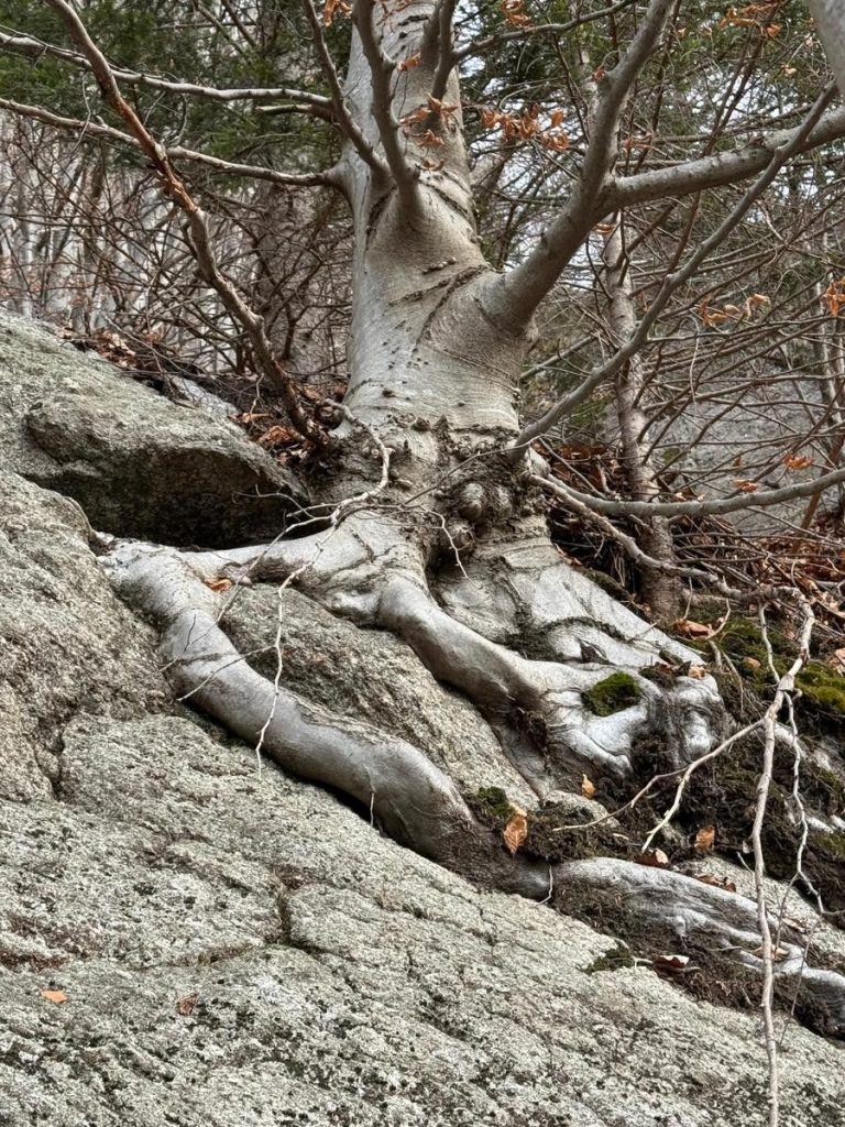 Radici nella pietra (foto A. Marzi)